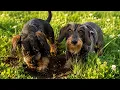 Dachshunds on a Mission