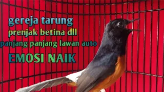 Download MURAI BATU isian GEREJA TARUNG PRENJAK BETINA PANJANG PANJANG lawan auto nyaut MP3