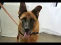 Capitol Subaru Salem Oregon Capitol Subaru Loves Pets No-Fee Adoption Event