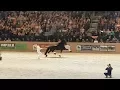 Download Lagu Friesian horse Eise 489, Kampioen friese stamboekhengsten sjees 2017
