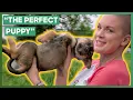 Amanda Finds A New Home For A Three-Legged Puppy Amanda To The Rescue