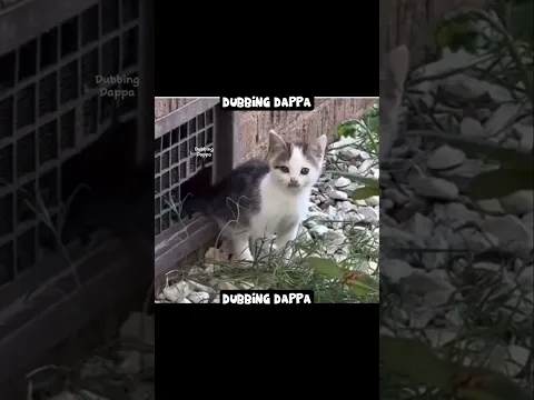 Ennayaaa uuuyyyaaaa 🤣 #funny #cat #shorts #dog #shortsfeed #animals #dubbingdappa #catvideos #pets