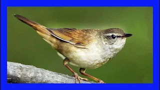 Download Grasshopper Warbler Singing! Grasshopper Warbler Call! - Buscarla Pintoja Canto - Locustella Naevia MP3