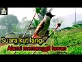 Download Lagu Suara kutilang Alami memanggil lawan