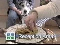 Baring Boulevard Veterinary Tour
