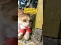 Download Lagu This Cat Got Left Out Because It Smells 🐱 #Cats #FunnyCat #SadCat #SmellyCat #CatLife #KittyProblems