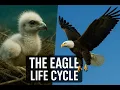 The Life Cycle of an Eagle