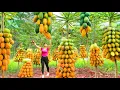 Download Lagu Harvesting 100 Papaya Fruit Goes to market sell, Take care animals at farm