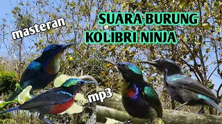 Download Suara burung Kolibri ninja MP3 terbaru 2020 || cocok untuk masteran MP3