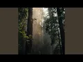 Download Lagu Burung di Hutan