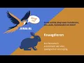 Download Lagu Junai.nl: De leukste dieren en tuin winkel