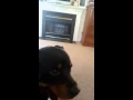 Download Lagu Goliath worlds smartest Rottweiler #4