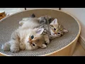 Download Lagu Cute kittens who are good friends sleeping in the same pose...