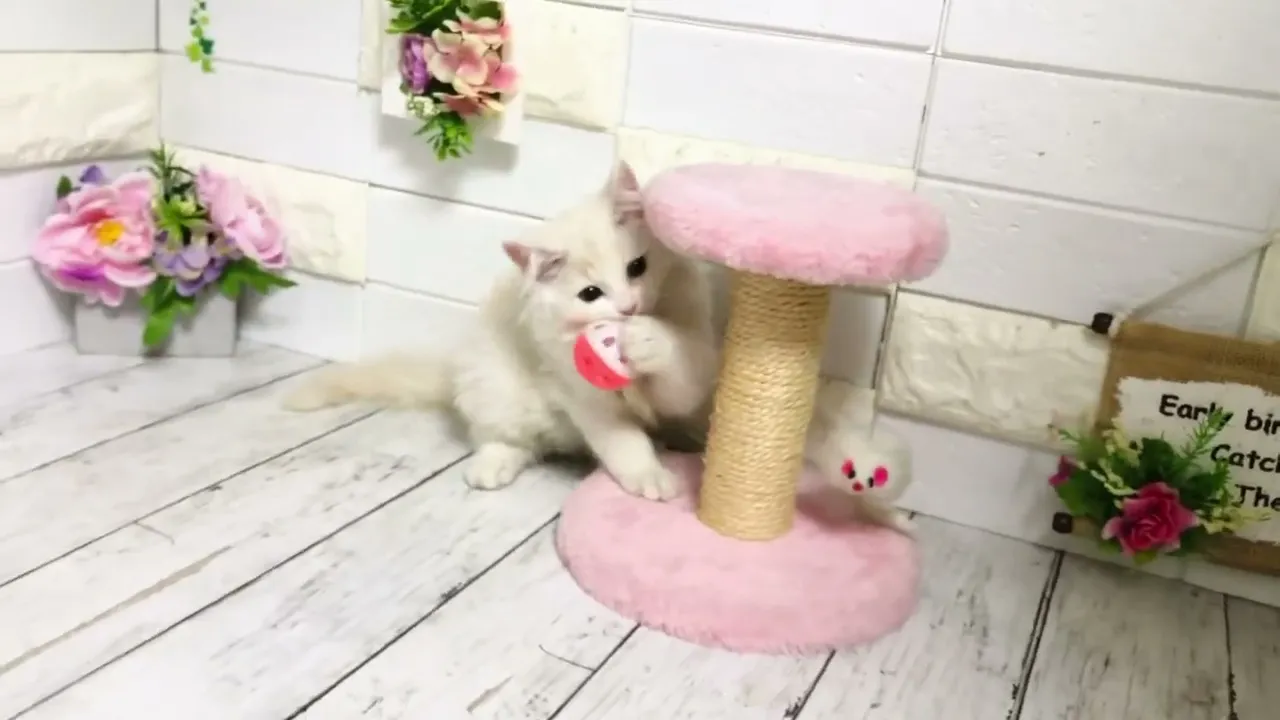 動画