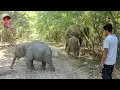 Download Lagu ស្រណោះកាលនោះក្រមុំទាំងបីដើរលេងជាមួយគ្នា🐘ឡាក់គី👉ចាណាម👉ក្បាលខូចលំផាត់,Three elephants walking together