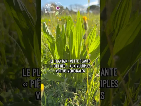 🌿 Le plantain, petite plante mais grandes vertus…