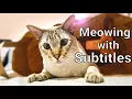 The language of Lynx point Siamese cats Meowing meaning behind it - Lynx point Siamese cat 101