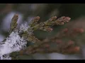 Марія Бурмака - Іван Малкович. Хтось з Дитям удвох...