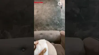 v 0002 mango live stream beby monica gadis cantik asli pontianak