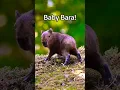 Download Lagu Baby Bara ❤️❤️❤️ | capybara | baby capybara