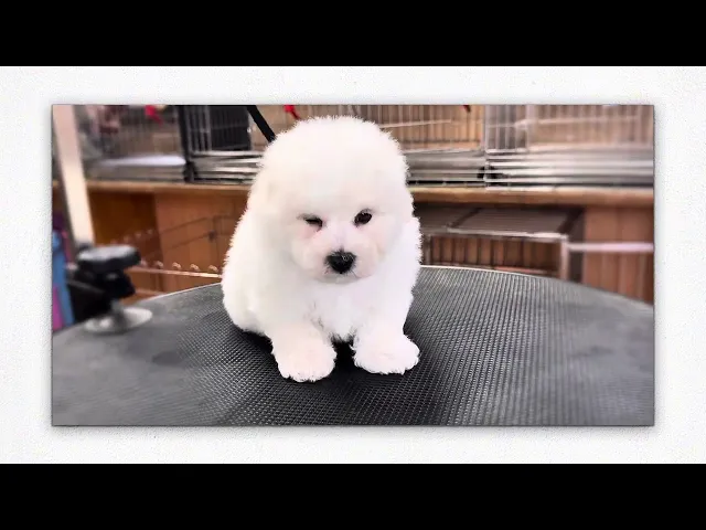 動画