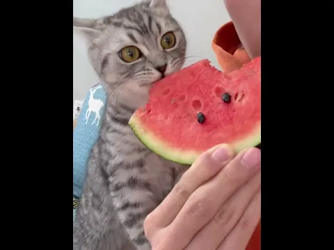 This Cat taste the sweet part