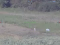 ATN X SIGHT 5 shooting 500yds