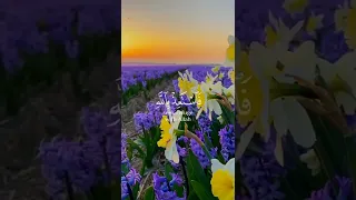 تلاوة مؤثرة جدا للشيخ إدريس أبكر حالات واتس اب دينية قصيرة قران كريم 