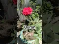 Download Lagu Surah Al-imran 3 | Ayah 26-27 Urdu Translation #love #quran #quranforeever #ytshorts #viral #foryou