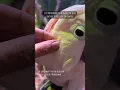 Learn about pinfeathers and how they develop while I preen Shelby's crest feathers