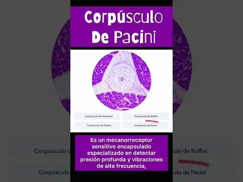 ¿Qué es el Pacini? #histología #biologia #histology #medicine #medical #biology #anatomy