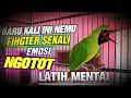 Download Lagu TEMBAKAN TAJAM ❗TERPERCAYA  CUCAK IJO FIGHTER SEKALI BONGKAR ISIAN NGOTOT SEPERTI INI🔥LATIH MENTAL