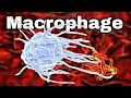 What is Macrophage Macrophage Eating Bacteria Phagocytosis