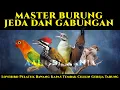 Download Lagu MASTER JEDA DAN GABUNGAN | Lovebird Pelatuk Bawang Kapas Tembak Cililin Gereja Tarung