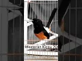 Download Lagu Tembakan tajam dan ngeroll panjang, #muraigacor #birds