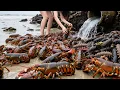 Download Lagu Xiao Zhang Caught A Sea Cucumber And Lobster That Was Bigger Than His Palm.