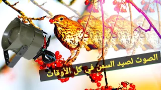 الصوت لصيد السمن في كل الأوقات ٢٠٢٢ 