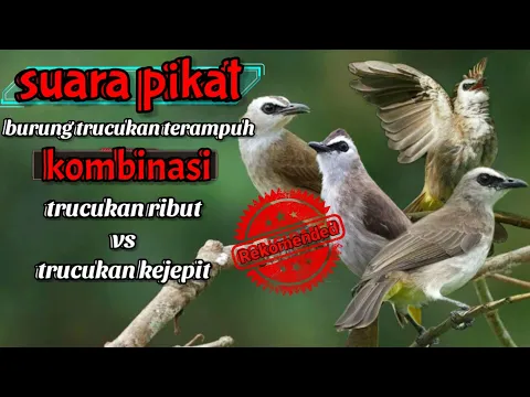 Download MP3 Auto ngumpul ! Suara pikat burung trucukan paling ampuh | trucukan ribut kejepit