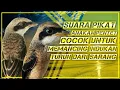Download Lagu SUARA PIKAT ANAKAN PENTET | UNTUK MEMIKAT INDUKAN TURUN DARI SARANG