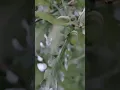 Oak and Moss Signature Personal Care Gift Box - Video 5 of 3