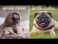 Download Lagu The Shocking Truth About Caffeine and Your Mental Health