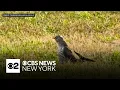 Rare bird seen on Long Island has only been spotted 4 times in U S