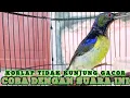 Download Lagu kolibri kelapa | manggar | wiceh | korlap tidak kunjung bunyi gacor coba dengan suara ini