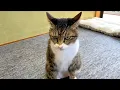 Download Lagu 久しぶりに実家に帰ってゴンちゃんに会ったら...