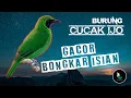 Download Lagu Masteran Cucak Ijo Gacor Bongkar Isian