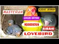 Download Lagu MASTERAN BIRAHI LOVEBIRD AGAR CEPAT KAWIN 100%  COCOK UNTUK MENAIKAN BIRAHI LOVEBIRD JANTAN