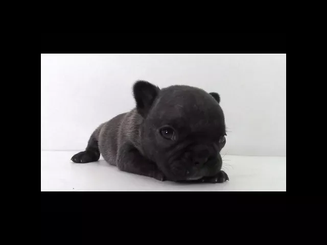 動画