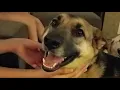 Maddie - German Shepherd Available for Adoption in Morrisville NC