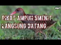 Download Lagu Suara pikat.# Burung sintar sawah..ampuh