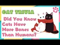 Do Cats Have More Bones Than Humans The Surprising Truth Revealed